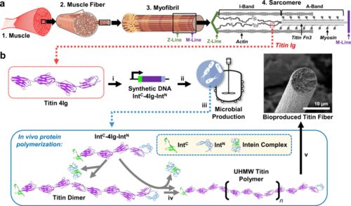 合成生物學(xué)新型高分子材料 更強(qiáng)更韌，有望替代高端石油基材料